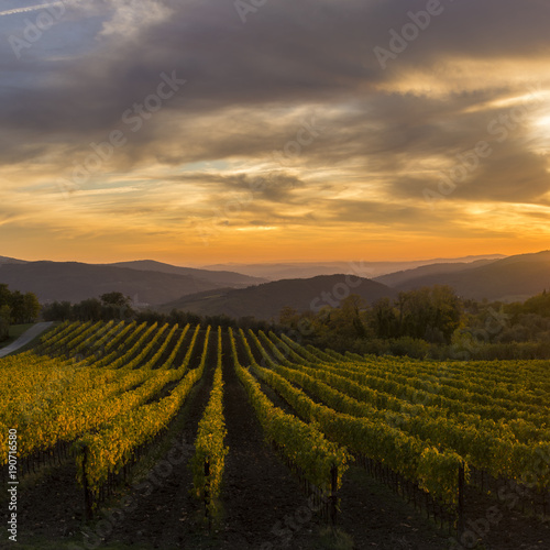 vineyards in tuscany © photonik87