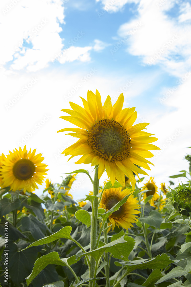 Obraz premium Akeno Sunflower Festival