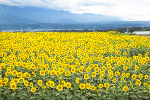 Akeno Sunflower Festival