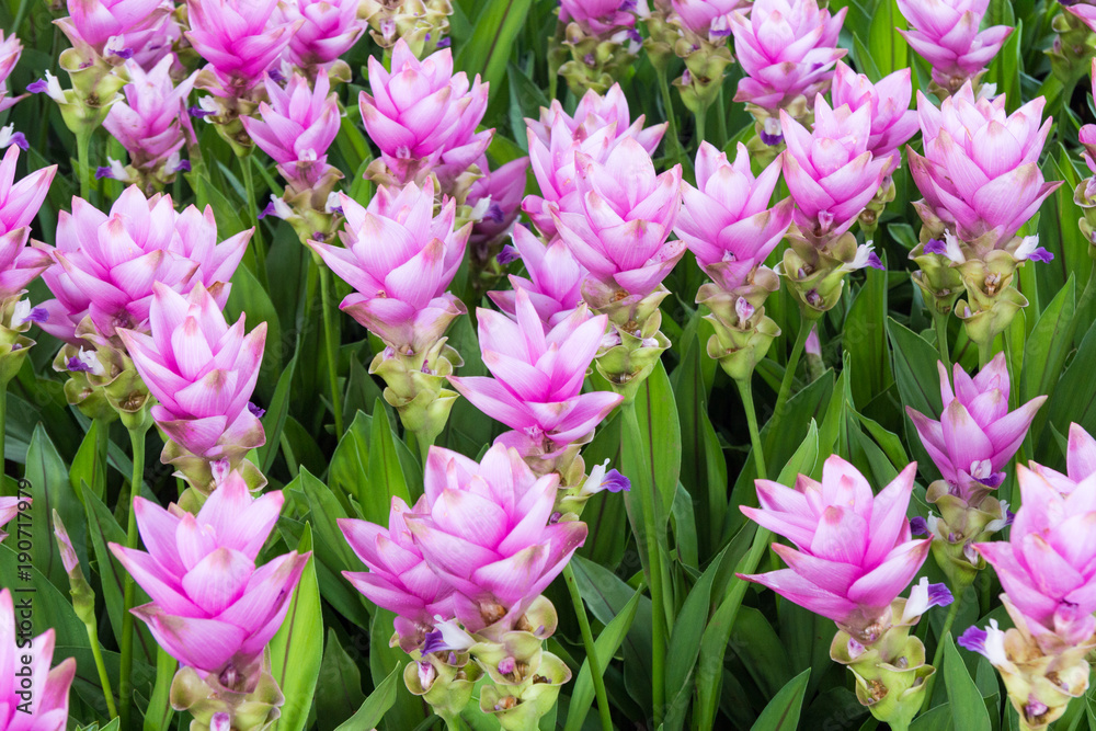 Rose pink curcuma hybrid Rose pink curcuma hybrid
