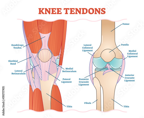 Knee Tendons medical vector illustration scheme, anatomical diagram. 