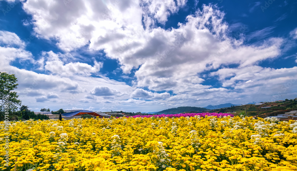 Obraz premium Yellow daisy flower field blooming in spring morning with blue cloudy sky background beautifully in the highlands
