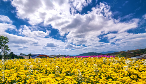 Yellow daisy flower field blooming in spring morning with blue cloudy sky background beautifully in the highlands