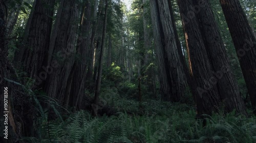 Sunset in the Redwoods