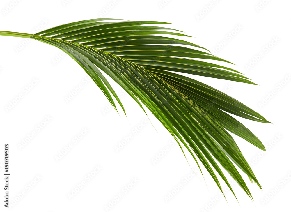 Coconut leaves or Coconut fronds, Green plam leaves, Tropical foliage