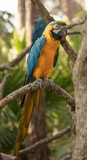 blue and gold macaw perched and posing