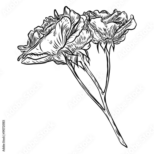 Flowers. Hand drawn rose. Roses for decoration. Vector. photo