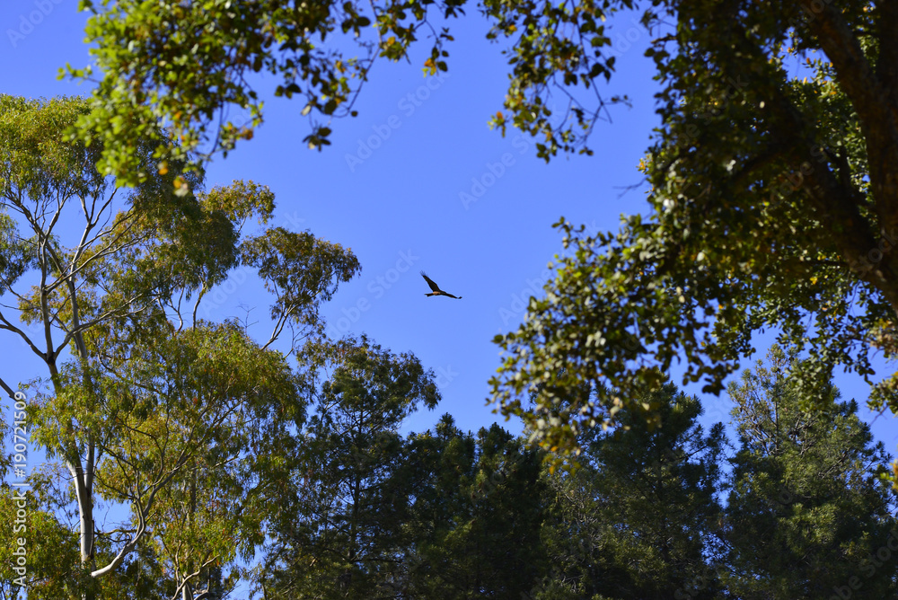 window formed by branches with eagle flying in the blue sky window formed by branches with eagle flying in the blue sky