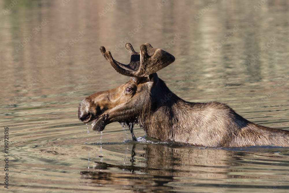 Shiras Moose of The Colorado Rocky Mountains Shiras Moose of The Colorado Rocky Mountains