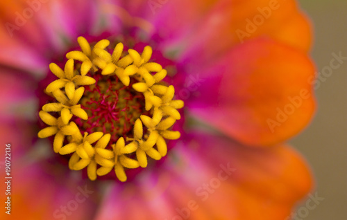 Fototapeta Naklejka Na Ścianę i Meble -  Beautiful Vibrant Macro View of an Orange, Yellow and Pink Flower