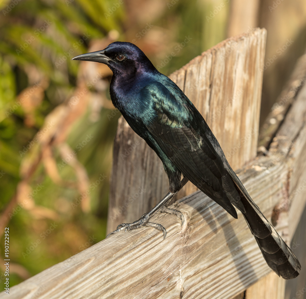 vibrant grackle shows colors in bright sunlight vibrant grackle shows colors in bright sunlight