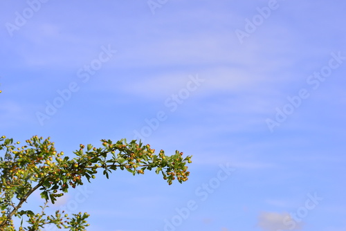 wild bush with clouds and blue sky in the background