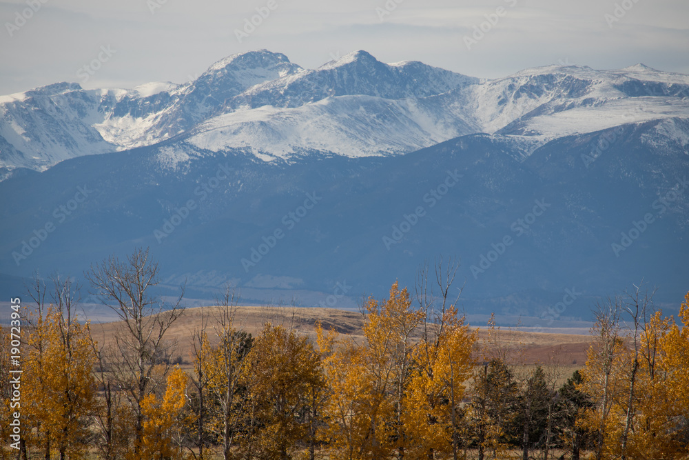 Closeup of Distant Snowy Montana Mountains with Trees in Foreground