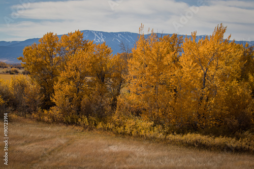 Autumn Trees with Rural Montana Mountains in Background