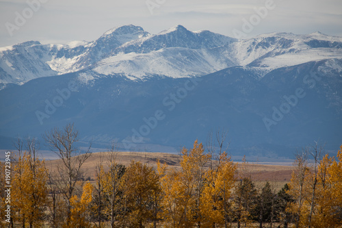 Closeup of Distant Snowy Montana Mountains with Trees in Foreground