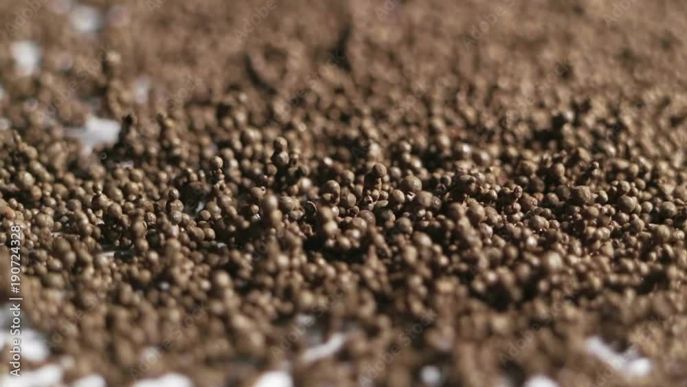 Unusual effect of living alien soil. The motion of particles with a change in the magnetic field. Unusual effect of living alien soil. The motion of particles with a change in the magnetic field.