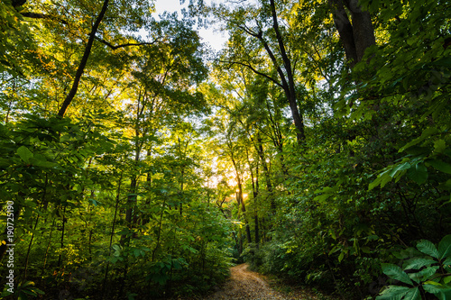 Fototapeta Naklejka Na Ścianę i Meble -  Hiking trail through a green deciduous forest.