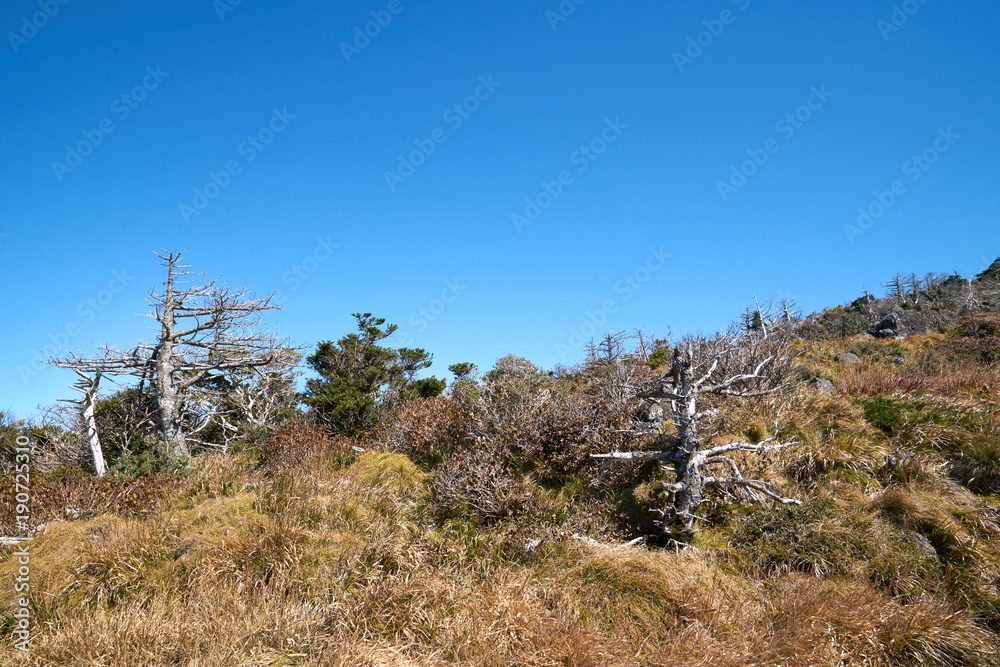 The way up hallasan mountain, Jeju island, South Korea.