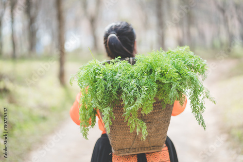 Hmong girl with tradiyional dress with basket of agricultural crops walking in the forest photo