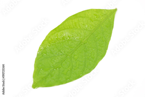 green leaf isolate on white background