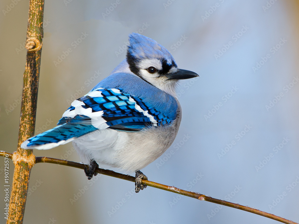 Blue Jay on Branch Stock Photo | Adobe Stock