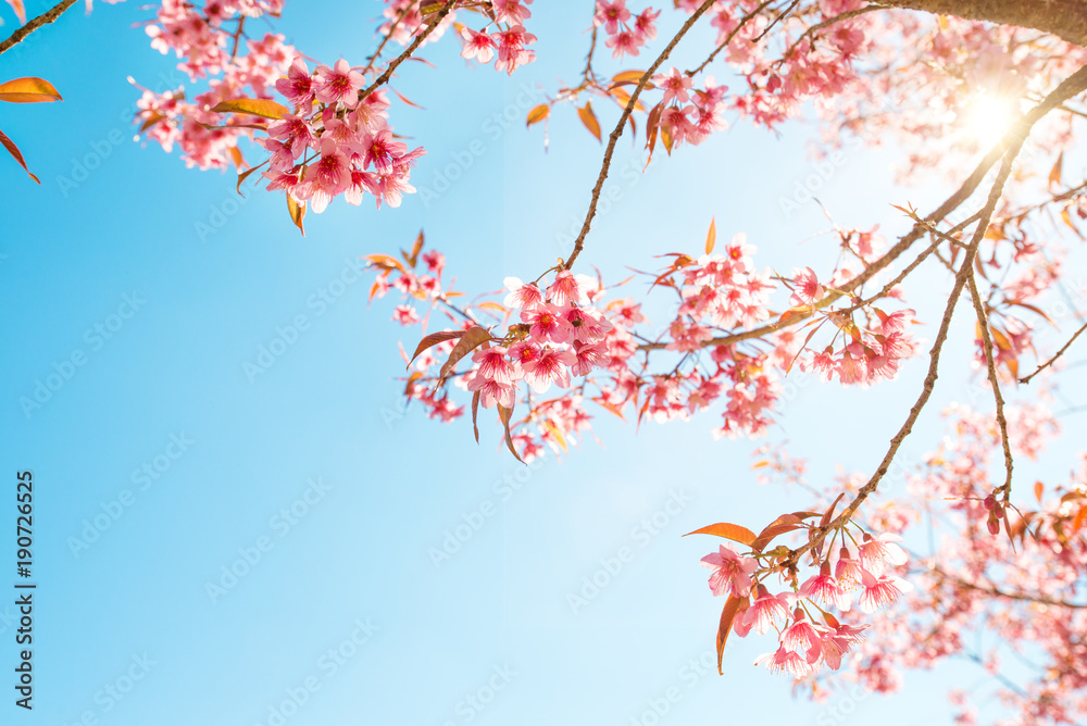 Beautiful sakura flower (cherry blossom) in spring. sakura tree flower on blue sky. Beautiful sakura flower (cherry blossom) in spring. sakura tree flower on blue sky.