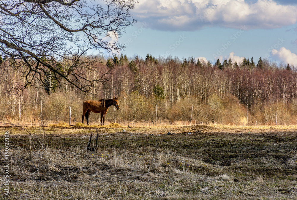 Naklejka premium Early spring. Grazing on Pacbase emaciated during winter horses.