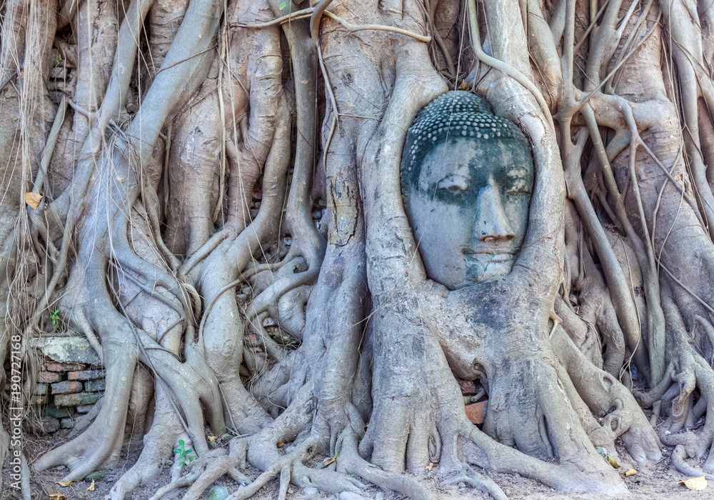 tête de Bouddha, temple de wat phra mahathat, Thaïlande tête de Bouddha, temple de wat phra mahathat, Thaïlande