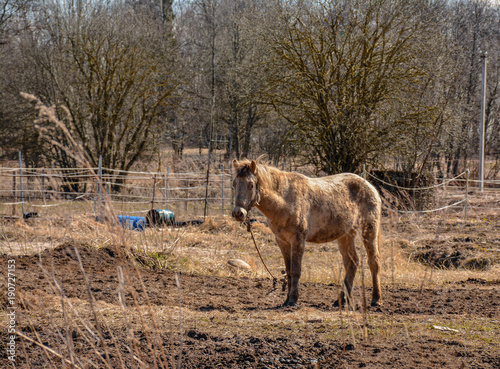 Early spring. Grazing on Pacbase emaciated during winter horses.