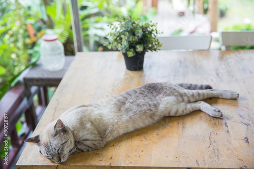 Cat sleep on wooden table