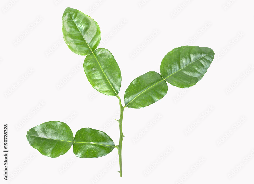 kaffir lime leaves on white background, this is a clipping path kaffir lime leaves on white background, this is a clipping path