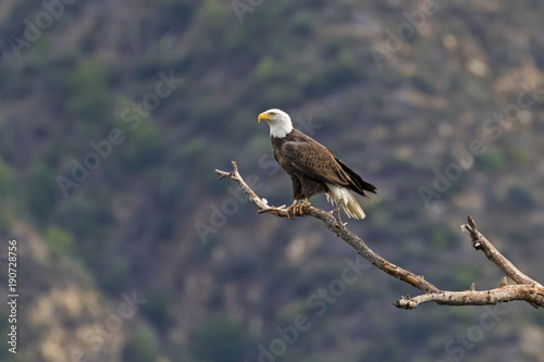 Bird bald eagle hunting from high above a Los Angeles valley