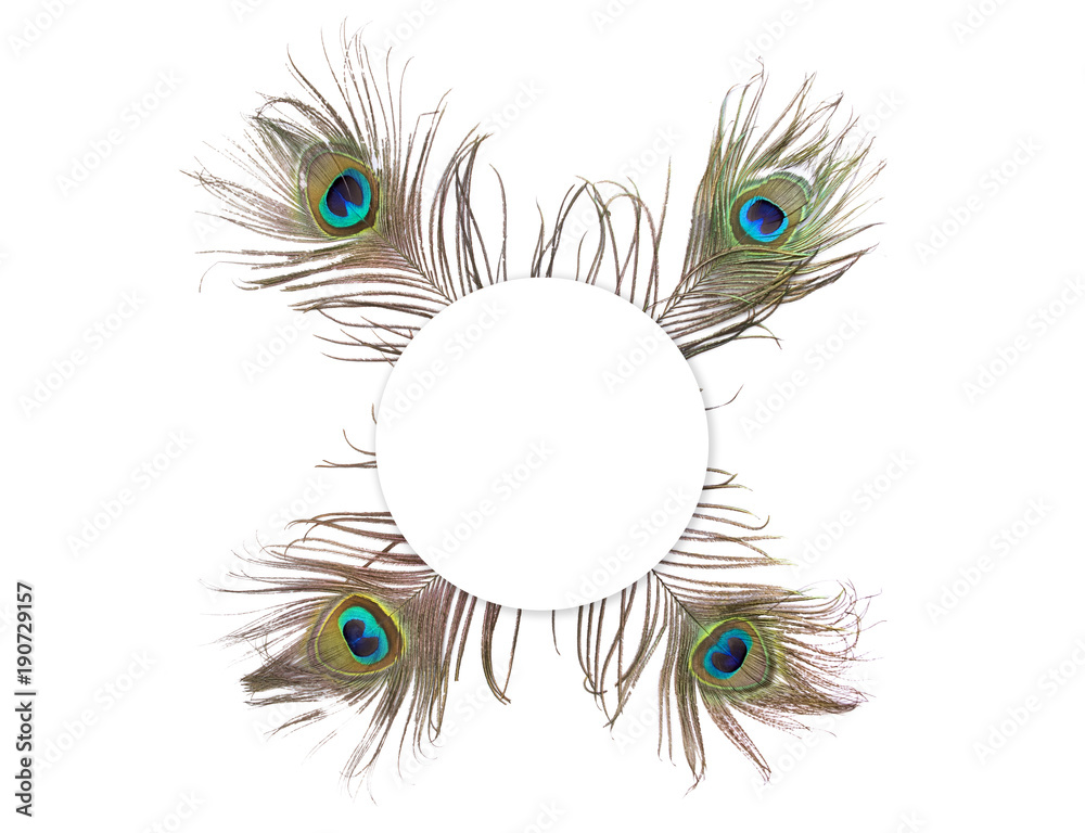 Obraz premium Peacock Styled Stock