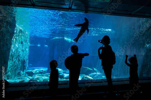 A group of children silhouette watching a seal swim under water from underground viewing area photo