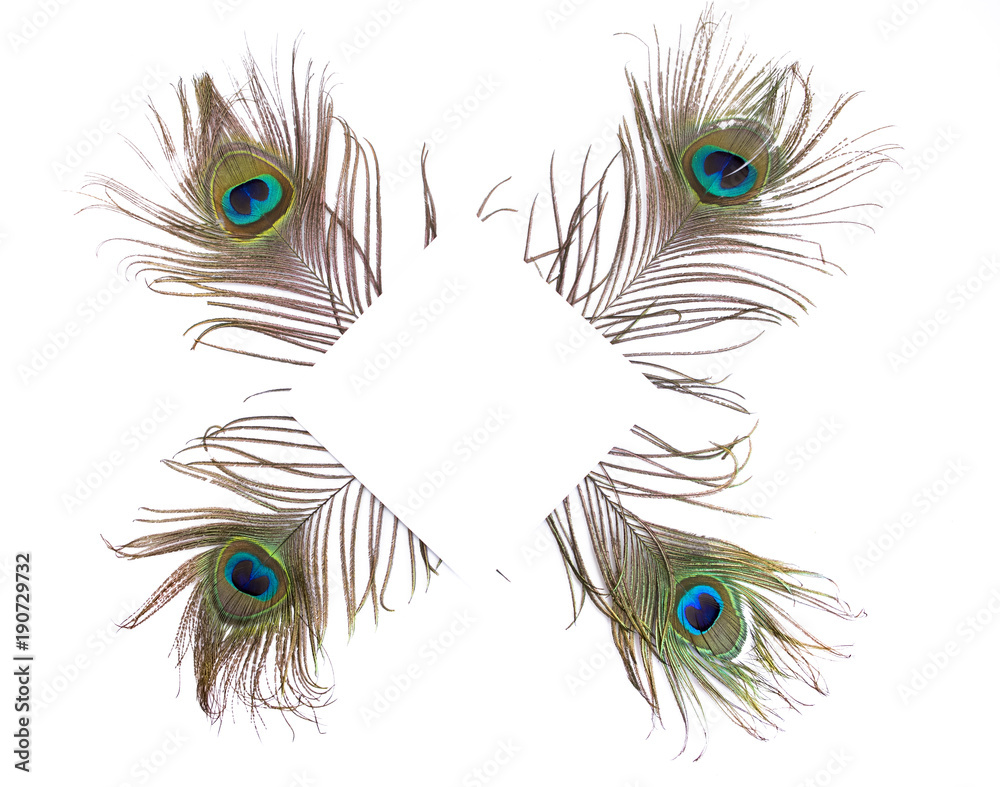 Obraz premium Peacock Styled Stock