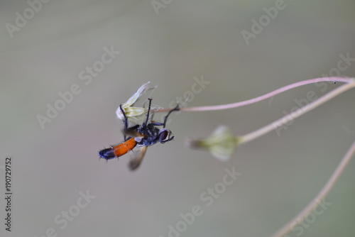 The Sirex wasp (Sirex noctilio) is a species of wasp native to Europe, Asia and northern Africa photo
