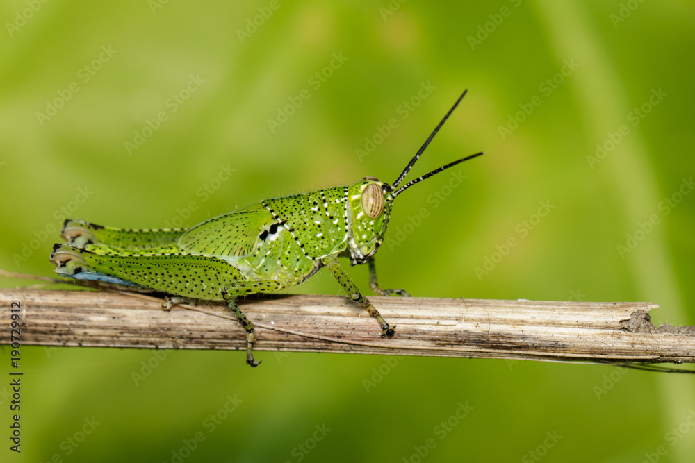 Image of green grasshopper (Acrididae) on dry branches. Insect Animal Image of green grasshopper (Acrididae) on dry branches. Insect Animal
