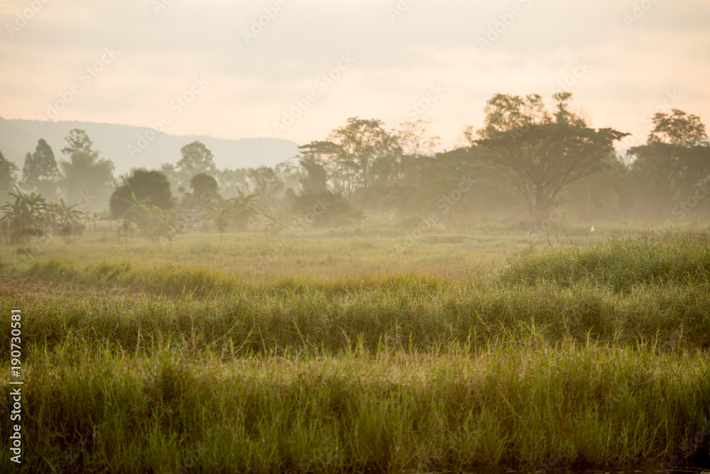 sunshine in morning time with asphalt roads cut through nature has many green tree on both sides. image for natural forest road travel transport background landscape concept