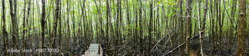 mangrove forest after raining.