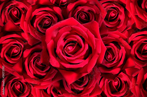 Natural red roses background detail and close up