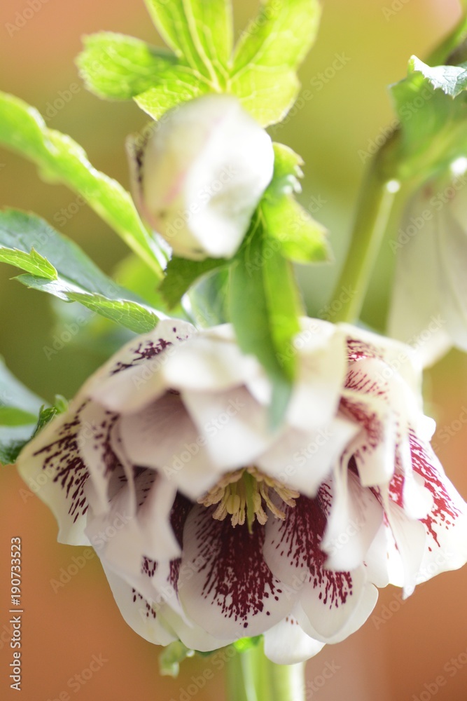 クリスマスローズ ダブル ホワイトブロッチ Stock Photo Adobe Stock