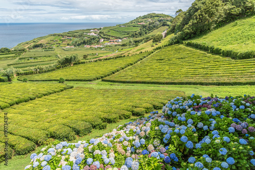 Tea plantations in Porto Formoso on the island of Sao Miguel, Portugal photo