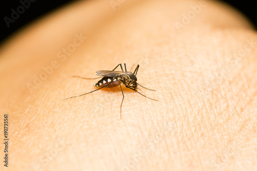 Closeup of mosquito on human skin. Selective focus and crop fragment.