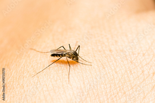 Closeup of mosquito on human skin. Selective focus and crop fragment.