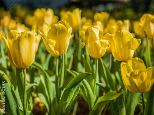 Yellow tulips in a tulip garden