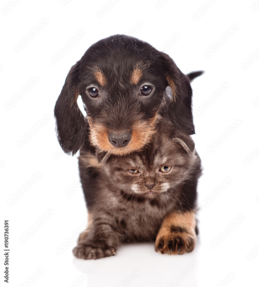dachshund puppy hugs a kitten.  isolated on white background