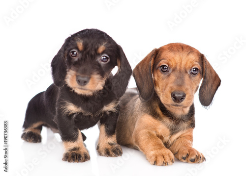 Fototapeta Naklejka Na Ścianę i Meble -  Two Dachshund puppies looking at camera. isolated on white background