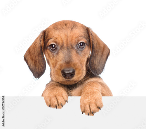 dachshund puppy above white banner. isolated on white background. Space for text