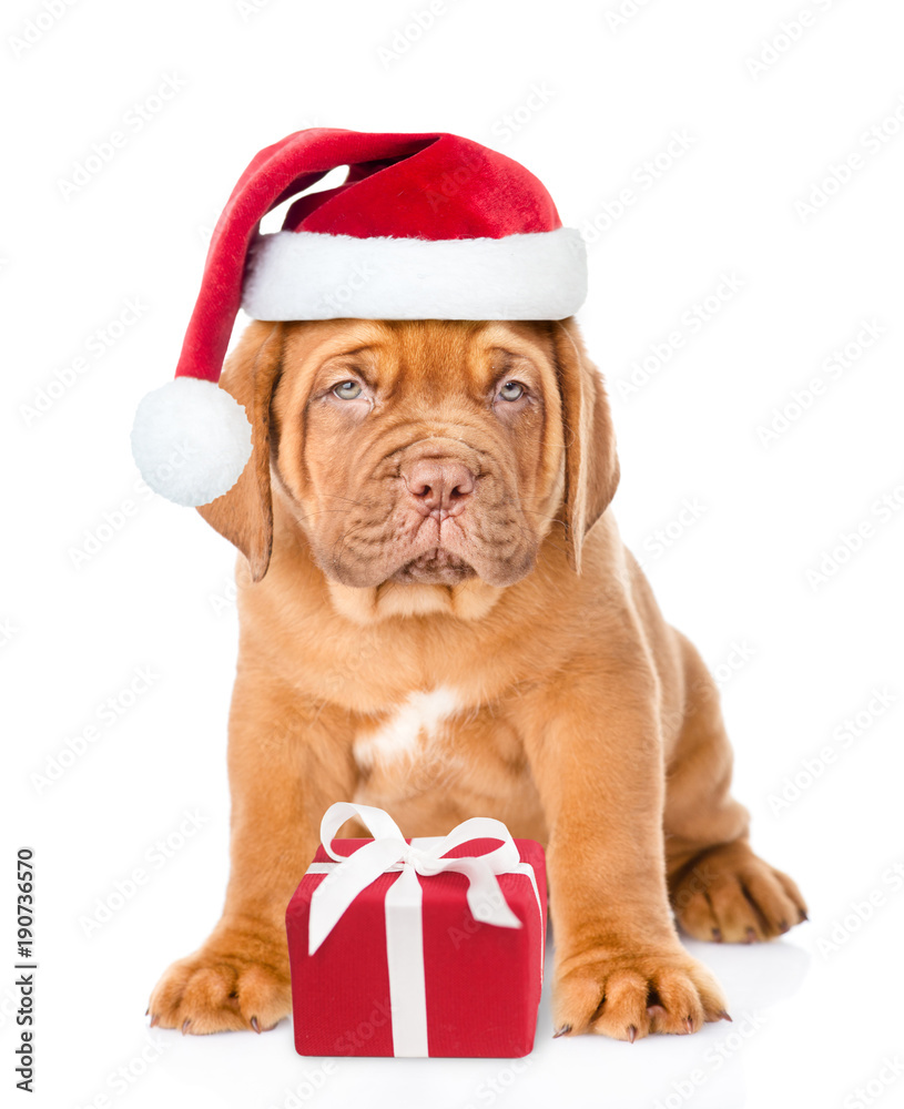 puppy in red christmas hat sitting with gift box. isolated on white background puppy in red christmas hat sitting with gift box. isolated on white background