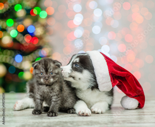 Husky puppy in red santa hat licking kitten on a background of the Christmas tree